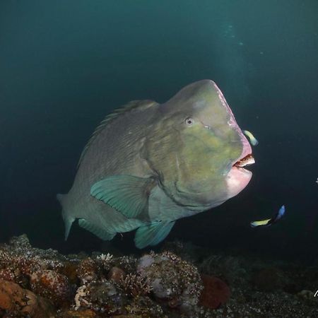 Coriana Dive Resort Waisai Kültér fotó