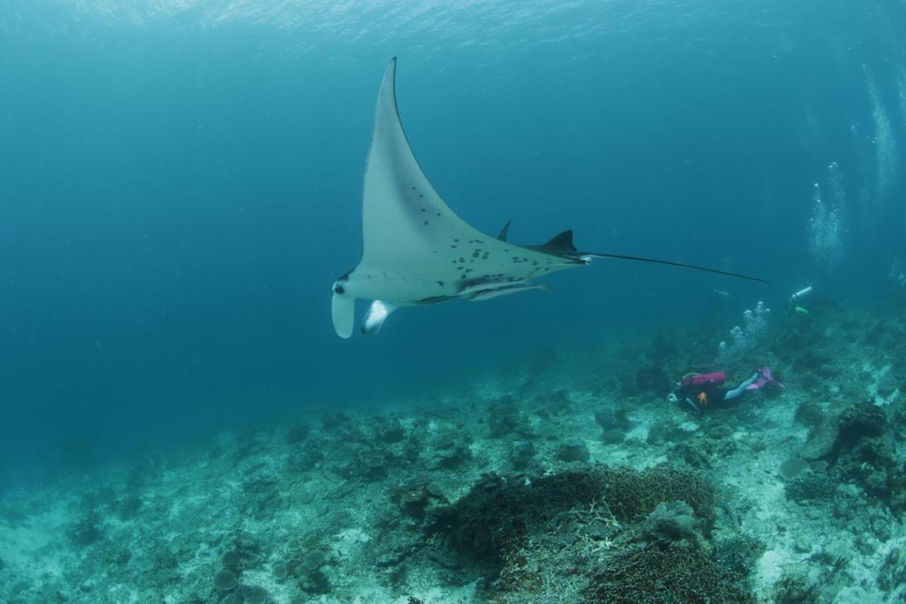 Coriana Dive Resort Waisai Kültér fotó