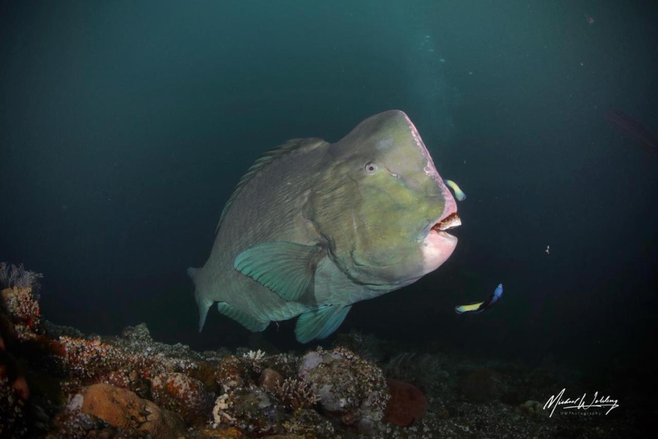 Coriana Dive Resort Waisai Kültér fotó