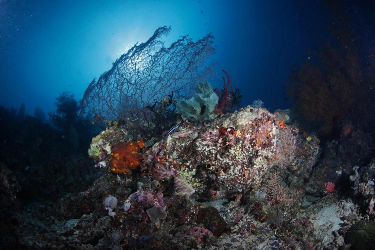 Coriana Dive Resort Waisai Kültér fotó