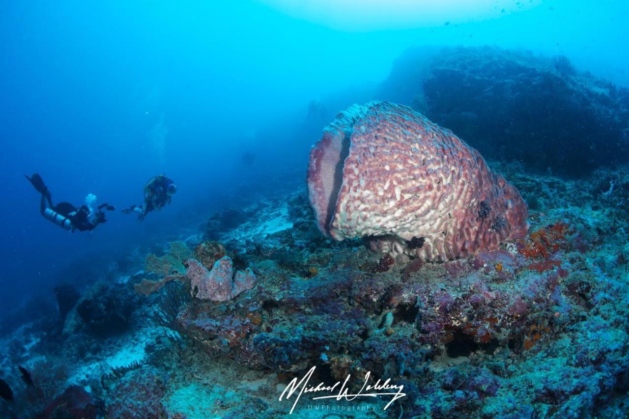Coriana Dive Resort Waisai Kültér fotó